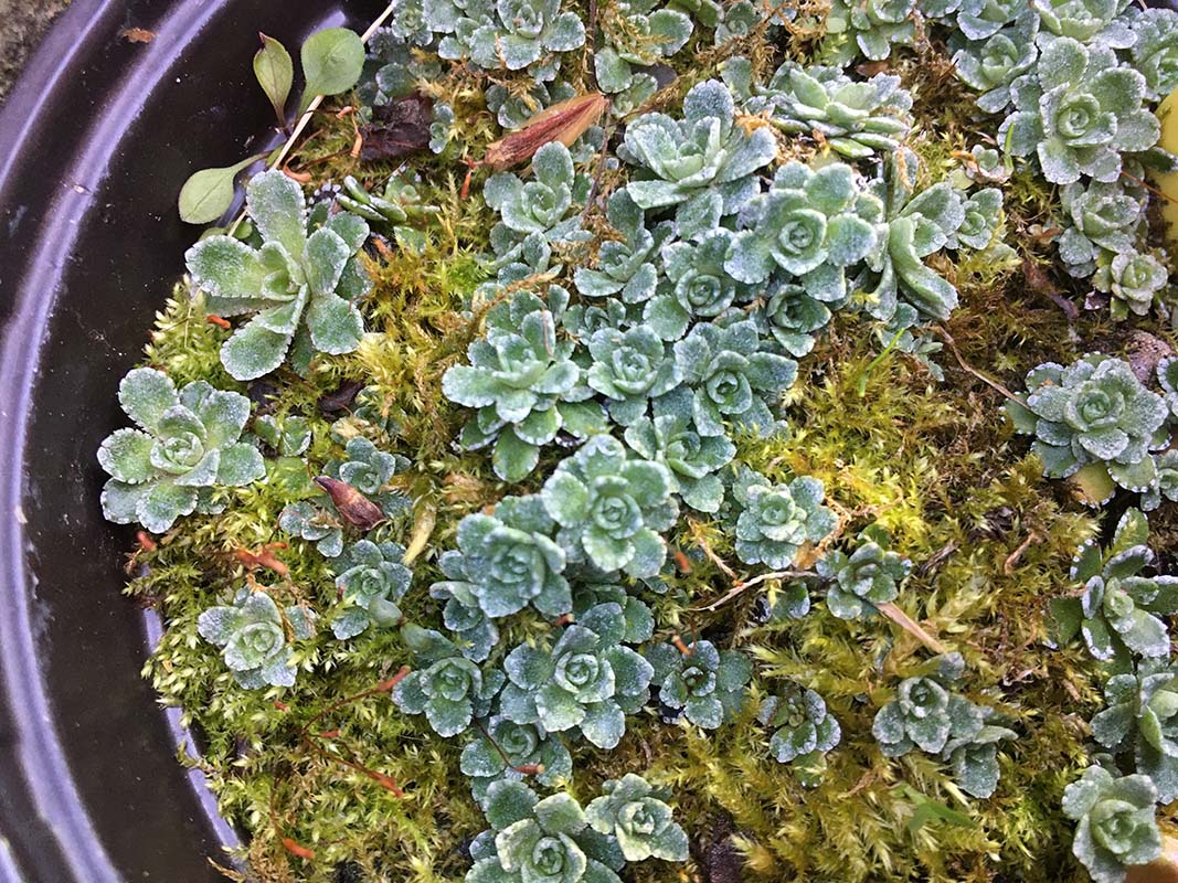 Saxifraga paniculata (pyrénées)